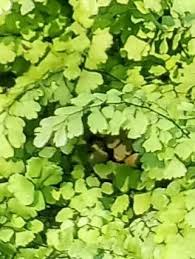 Image result for Adiantum capillus-veneris