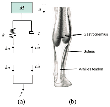 Posted on april 3, 2019april 3, 2019. Force Diagram For The Equivalent Dynamic System Of Ts Muscle Tendon Download Scientific Diagram