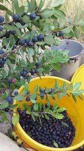 Image result for Maerua buxifolia