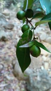 Image result for Polysphaeria