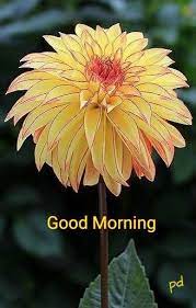 Good Morning Beautiful Flowers Amazing Flowers Flower Garden