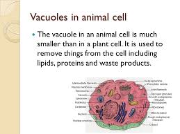 Animal cells lack the hard cell wall and chloroplasts that are present in plant cells. By Yosuke Mathew And Jenny Ppt Video Online Download