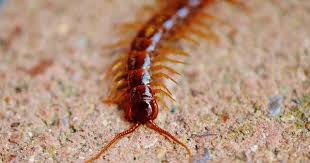 ➤ neuseeland reisetipps für den urlaub ansehen. Skolopender Der Biss Des Hundertfussers Waiting Is Happiness