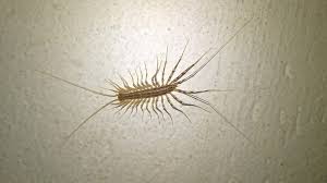 Waspada dengan kesan gigitan semut charlie. Apakah Bahaya Dari Flytrap Kemudaratan Dan Faedah Daripada Millipedes Untuk Orang Dan Rumah Cara Mengawal Serangga