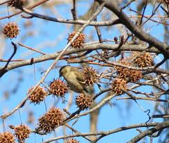 It takes the sweet gum tree 20 to 30 years to mature enough to produce its fruit. The Most Dangerous Tree In The Suburbs American Orchard