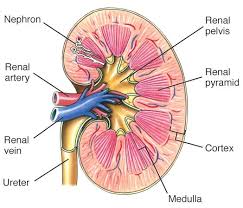 Parts Of The Kidney Basic Anatomy And Physiology Excretory System Human Anatomy And Physiology