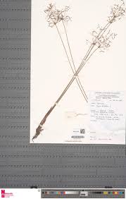 Image result for Heteranthoecia  guineensis