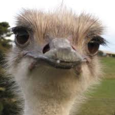 Kiwi Emu Birds That Cannot Fly Kiwi Ostrich Ostriches Ostrich Animals