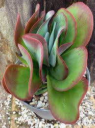 Kalanchoe Thyrsiflora Or Better Known As Flap Jack Plantas Crasas Suculentas Plantas Suculentas