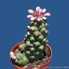 Image result for Monadenium