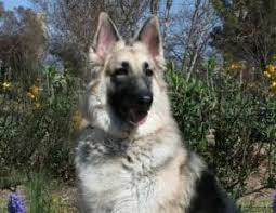 We specialize in dogs with less drive. 11 Things You Need To Know About The Shiloh Shepherd Animalso