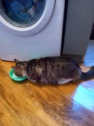 He has been hanging around for a few days now absolutely starving. I gave  him some milk as he wouldn't drink water and gave him some cat food he  devered it in