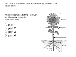 Check spelling or type a new query. 1 Identify The Different Structures Of A Plant And Know What They Are Responsible For 2 Explain The Life Cycle Of Plants 3 Explain Plants Responses Ppt Download