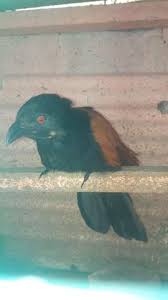 Ekornya berwarna hitam dengan tunggir merah. Terjual Jual Gagak Mata Merah Langka Bulu Coklat Hitam Kaskus