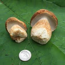 Image result for Boletus variipes