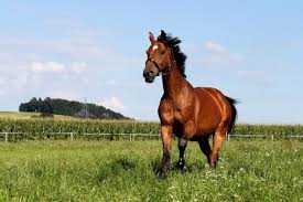 تفسير رؤية حلم الحصان او المهر او الخيل او الفرس في المنام لابن سيرين horse