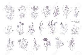 Check spelling or type a new query. Bundle Of Detailed Botanical Drawings Of Blooming Wild Flowers Collection Of Herbaceous Flowering Plants Hand Drawn With Contour Lines On White Background Elegant Monochrome Vector Illustration Royalty Free Cliparts Vectors And Stock