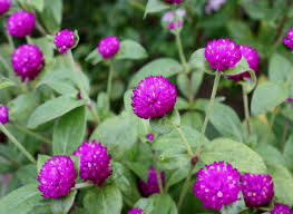 Image result for Amaranthaceae