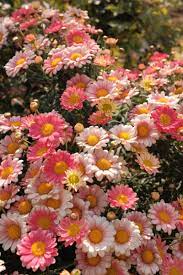 We send them to people to show them how much we care, and we send them to show our sorrow when someone dies. 25 Beautiful Flower Wallpapers For Iphone Free Download