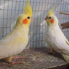 Hobby breeder of cockatiels, quaker parrots, green cheek conures, and indian ringnecks. Buy Lutino Cream Cockatiel Parrot In Pakistan Taj Birds