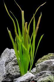 Image result for Vallisneria