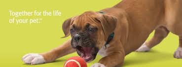 Banfield pet hospital careers our purpose at banfield, we are defining the future of pet health and wellness. Banfield Pet Hospital Seminole City Center