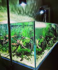 Pin On Aquarium Ideas