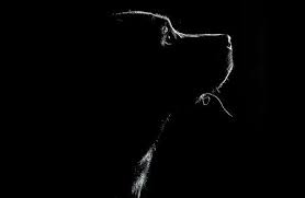 Black And White Photos Of Animals In Shadows Lab Shadow Painting Low Key Photography Epic Photography