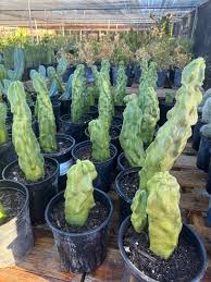 Image result for Lophocereus