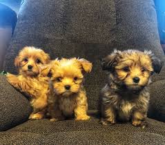 I will post on my website when i have puppies available.please don't call and ask when the next litter is due. Shitzu Morkie Puppies Nex Tech Classifieds
