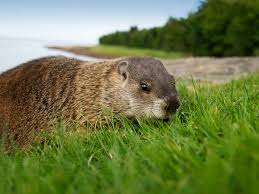 Commonly celebrated holidays and observances. Groundhog Day Quiz Weekly Challenge