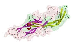 Humanes Choriongonadotropin Wikipedia