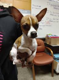 LOST PETS OF METAIRIE AND KENNER