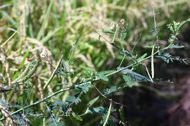 Image result for Aeschynomene indica
