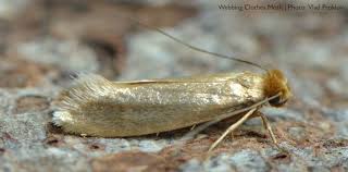 How to get rid of clothes moths. Clothes Moths Northwest Center For Alternatives To Pesticides