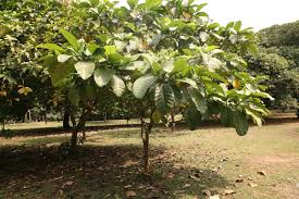 Image result for Tabernaemontana crassa