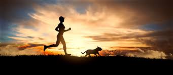 If a dog looks tired and falls behind your pace, find a shade to rest, keep him hydrated and call it a day. How To Run A Marathon With Your Dog