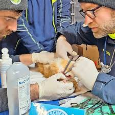 Bilder vom Einsatz der Tierretter in der Türkei
