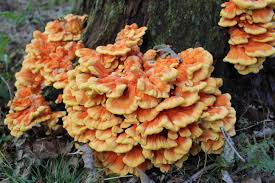 Chicken of the woods is a vital species, supporting a host of wildlife. Chicken Of The Woods Virginia Wildflowers