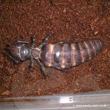 It is a camel spider, also known as wind scorpion, which is an arachnid. Giant Black Camel Spider Galeodes Arabicus