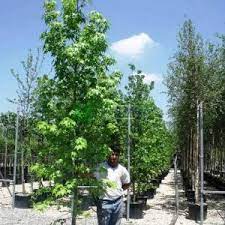 سْتُرَكْسْ) الصمغ الذي يستخرج من شجرة اللُبْنَى. Ù…ÙŠØ¹Ø© Ø³Ø§Ø¦Ù„Ø© Ø£Ù…ÙŠØ±ÙƒÙŠØ© Liquidambar Styraciflua Pyramidale Altingiaceae Sms Marmara Group