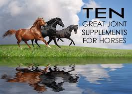Izito.com has been visited by 100k+ users in the past month 10 Great Joint Supplements For Horses Allivet Pet Care Blog