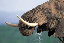 All the best africa drawing 38+ collected on this page. South Africa Wildlife And Wildlife Reserves