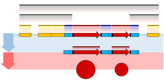 Principles behind the analytical techniques • based on unique physical/chemical properties; Post Transcriptional Modification Wikipedia