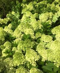 Image result for Motandra paniculata