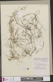 Image result for Polygala arenaria