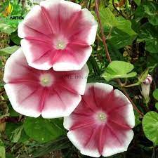 This Item Is Unavailable Etsy Annual Flowers Morning Glory Seeds Flowers