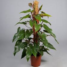 Philodendron Erubescens Red Emerald Persoon Potplanten Plants Philodendron Green Wall Plants