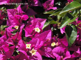 Bougainvillea Cultivation Botanical Online