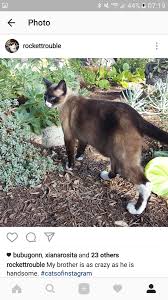 It is thought to protect the vulnerable organs during fights and gives a better range of movement when the cat runs. Premordial Pouch Udder Bag Thecatsite